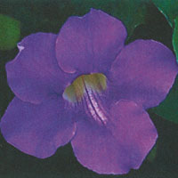 Thunbergia Sky Flower