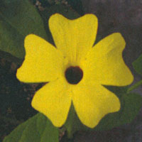 Thunbergia Sunlady