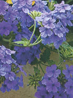 Verbena Superbena Dark Blue