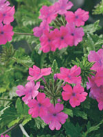 Verbena Superbena Pink Shades