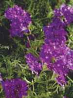 Verbena Tapien Blue Violet