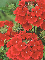 Verbena Tukana Scarlet