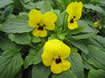 Viola Sorbet XP Yellow Blotch